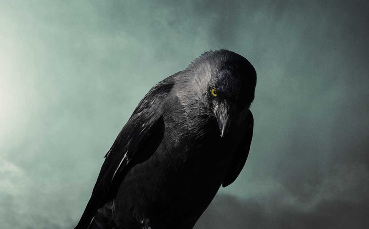 O Corvo. Simbologia e Significado Espiritual - Soul the Animal
