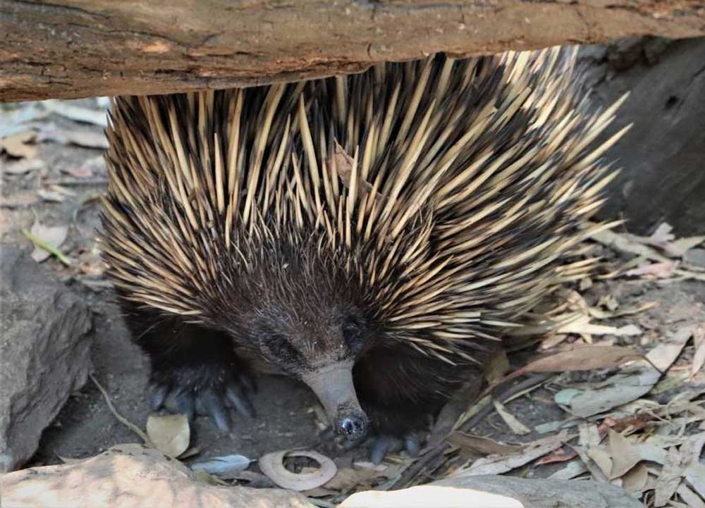 Was Ist Ein Echidna Entdecken Sie Alle Seine Geheimnisse Soul The Animal Was Ist Ein Echidna Entdecken Sie Alle Seine Geheimnisse Soul The Animal