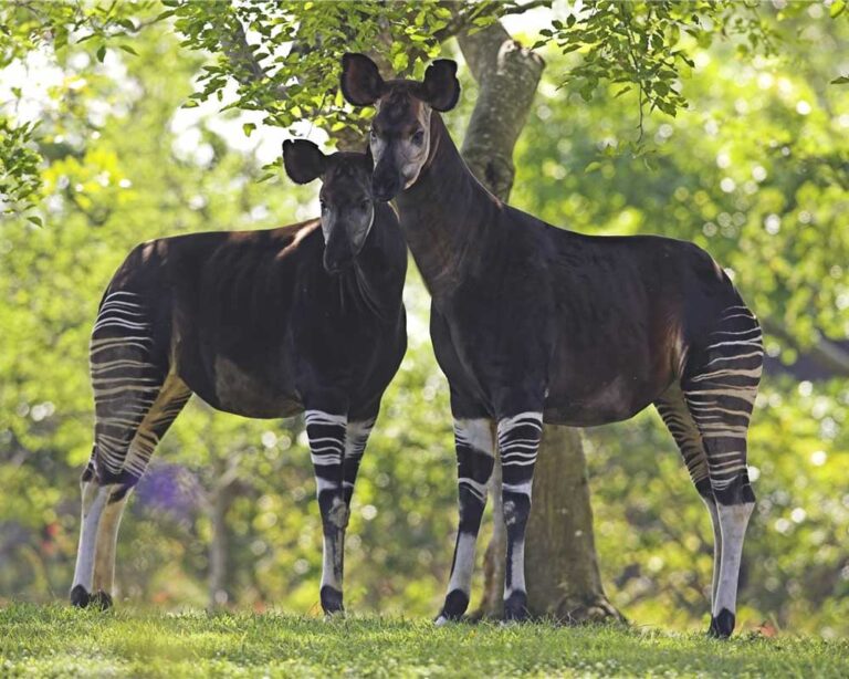 Che cos'è un Okapi? - Soul the Animal
