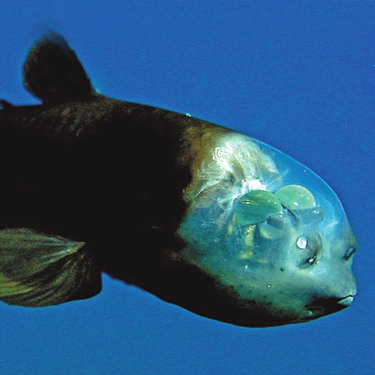 Macropinna Microstoma oder Barreleye. Entdecken Sie diesen Fisch mit ...