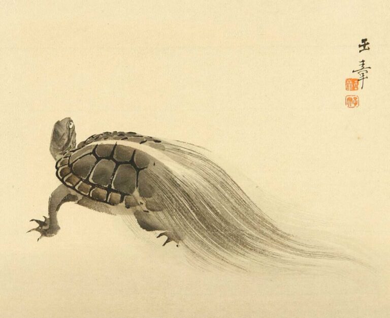 Bedeutung Der Schildkrote