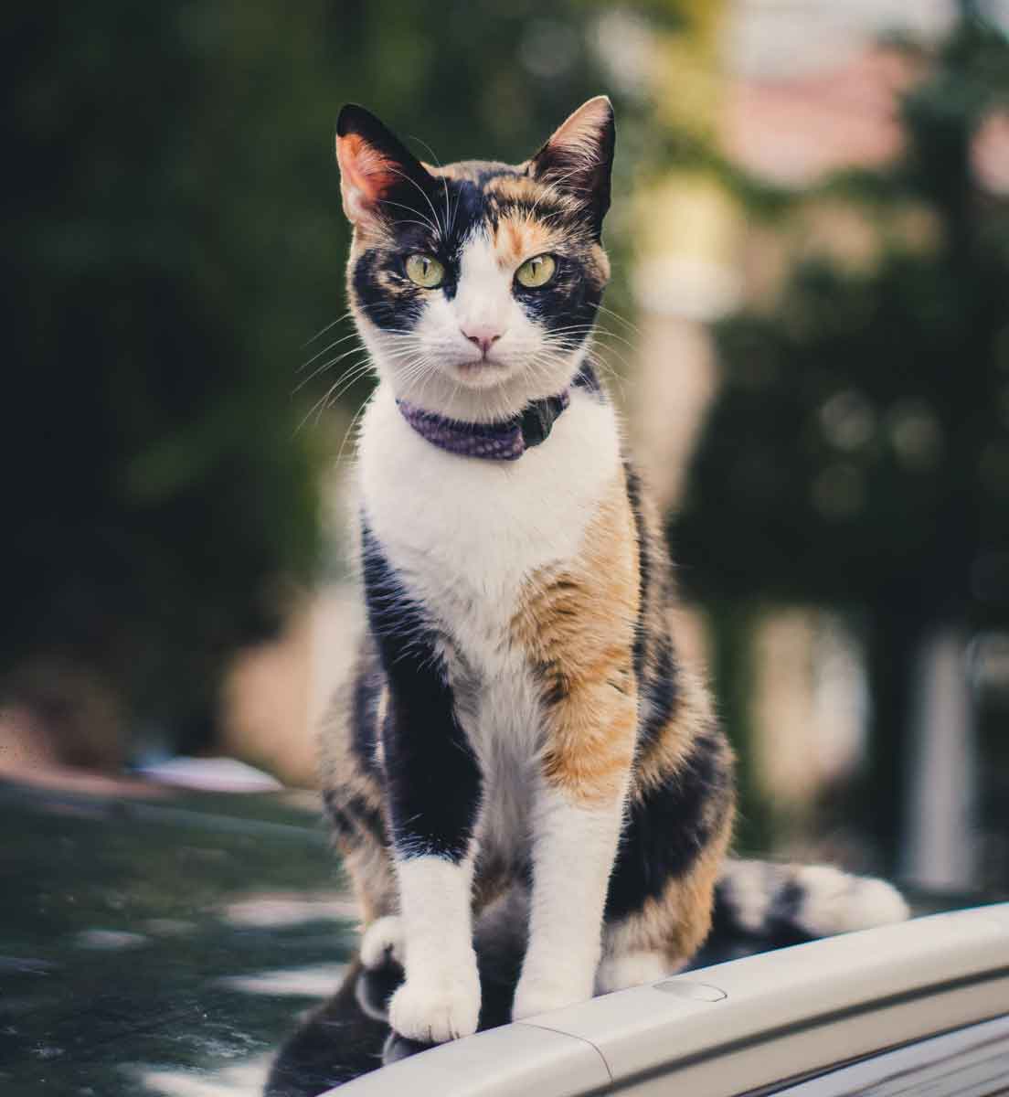 El Gato. Significado Espiritual y Mitología - Soul the Animal