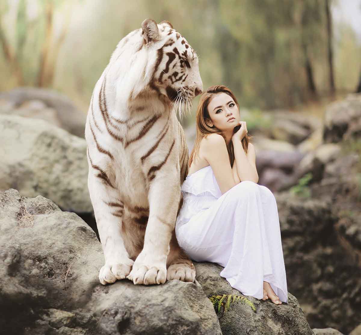 Le Tigre. Mythologie et signification spirituelle The Animal Blog
